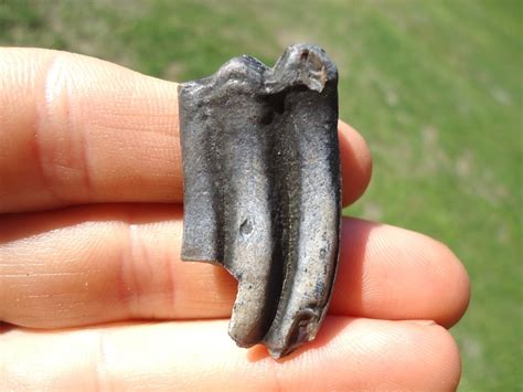 3 toed horse fossil.